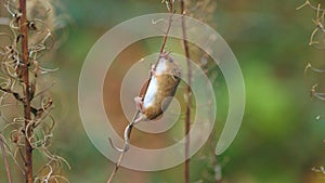Harvest mouse Micromys minutus
