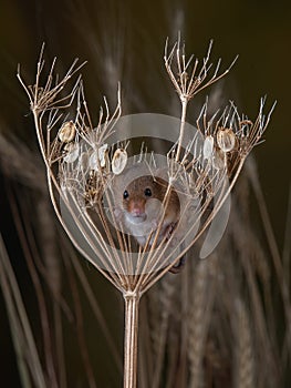 Harvest Mouse  Micromys minutus