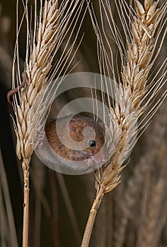 Harvest Mouse -  Micromys minutus