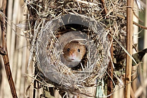 Harvest mouse, Micromys minutus