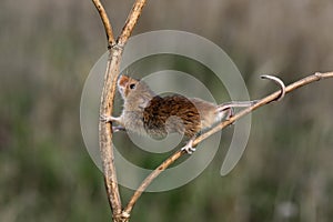 Harvest mouse, Micromys minutus