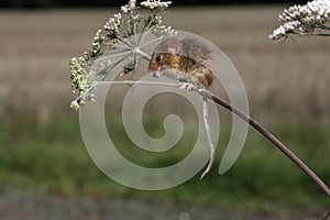 Harvest mouse, Micromys minutus