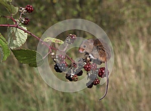 Harvest mouse, Micromys minutus