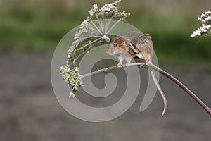 Harvest mouse, Micromys minutus