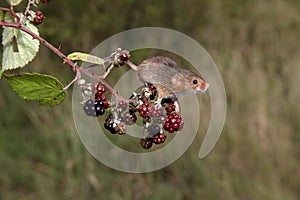 Harvest mouse, Micromys minutus