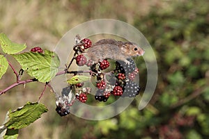 Harvest mouse, Micromys minutus