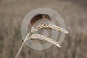 Harvest mouse, Micromys minutus