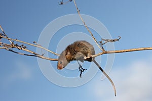 Harvest mouse, Micromys minutus