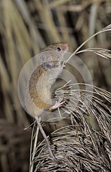 Harvest mouse, Micromys minutus