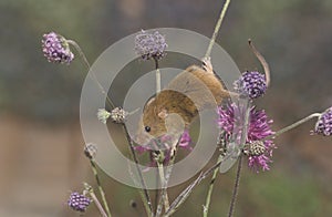 Harvest mouse, Micromys minutus