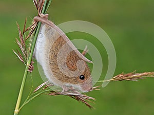 Harvest mouse/Micromys minutus