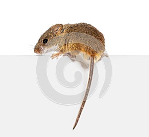 Harvest mouse, Micromys minutus, balancing on an edge, isolated on white