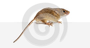 Harvest mouse, Micromys minutus, balancing on an edge, isolated on white photo