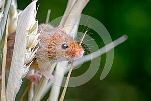 Harvest mouse, Micromys minutus, on blades of wheat