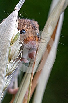 Harvest mouse, Micromys minutus, on blades of wheat