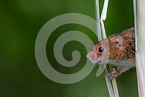 Harvest mouse, Micromys minutus, on blades of wheat