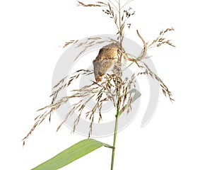 Harvest mouse, Micromys minutus, climbing, holding and balancing on high grass, isolated on white