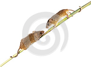 Harvest mouse, Micromys minutus, climbing holding and balancing on high grass, isolated on white
