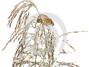 Harvest mouse, Micromys minutus, climbing, holding and balancing on high grass, isolated on white