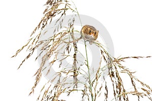 Harvest mouse, Micromys minutus, climbing, holding and balancing on high grass, isolated on white