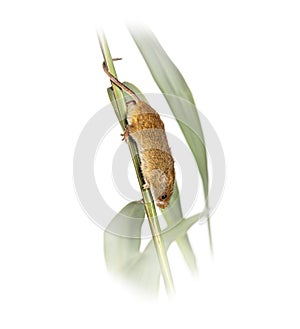 Harvest mouse, Micromys minutus, climbing holding and balancing with its tail on high grass, isolated on white