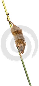 Harvest mouse, Micromys minutus, climbing holding and balancing with its tail on high grass, isolated on white