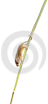 Harvest mouse, Micromys minutus, climbing holding and balancing with its tail on high grass, isolated on white