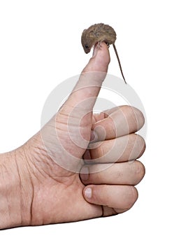 Harvest Mouse perched on man's thumb