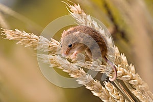 Harvest Mouse perching in wheat
