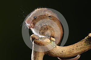 Harvest mouse sat on branch
