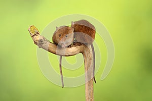 Harvest mouse sat on a branch