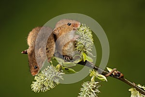 Harvest mouse sat on hawthorn branch