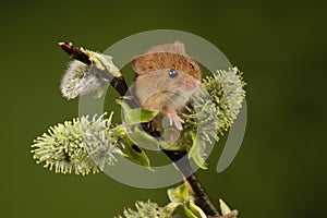 Harvest mouse sat on hawthorn branch