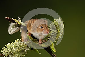 Harvest mouse sat on hawthorn branch