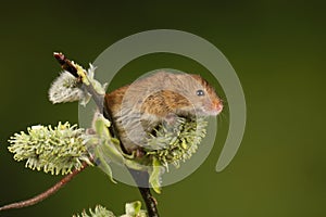 Harvest mouse sat on hawthorn branch