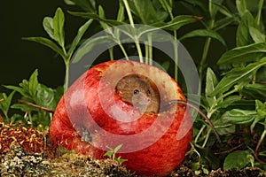 Harvest mouse sat inside an apple - eating