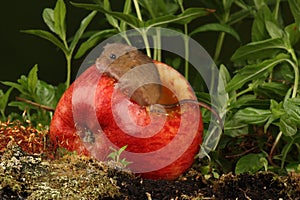 Harvest mouse sat inside an apple - eating