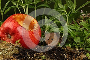 Harvest mouse sat inside an apple - eating