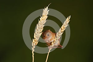 harvest mouse - Studio Captured Image