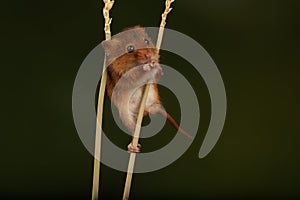 harvest mouse - Studio Captured Image