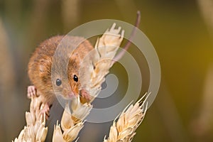 Harvest Mouse tiniest rodent