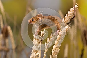 Harvest Mouse in wheat