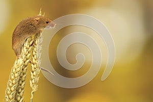 Harvest mouse on wheat