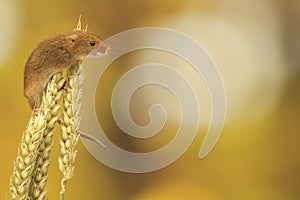 Harvest mouse on wheat photo