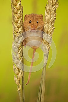 Harvest mouse on wheat photo