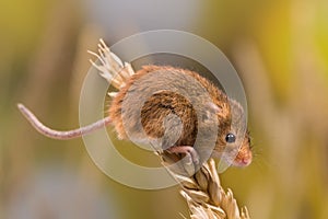 Harvest Mouse on wheat twig