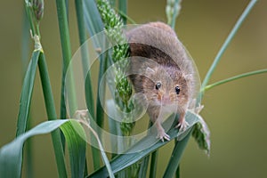 Harvest Mouse on wheat
