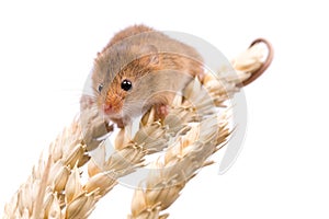 Harvest Mouse on white