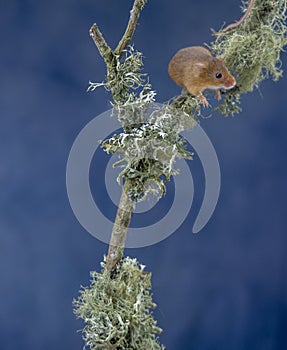 A Harvest Mouses Micro-Minutes on top of moss on a tree branch, Aberdeenshire, Scotland, UK