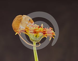 A Harvest Mouses Micro-Minutus on top of a Flower, Aberdeenshire,Scotland,UK